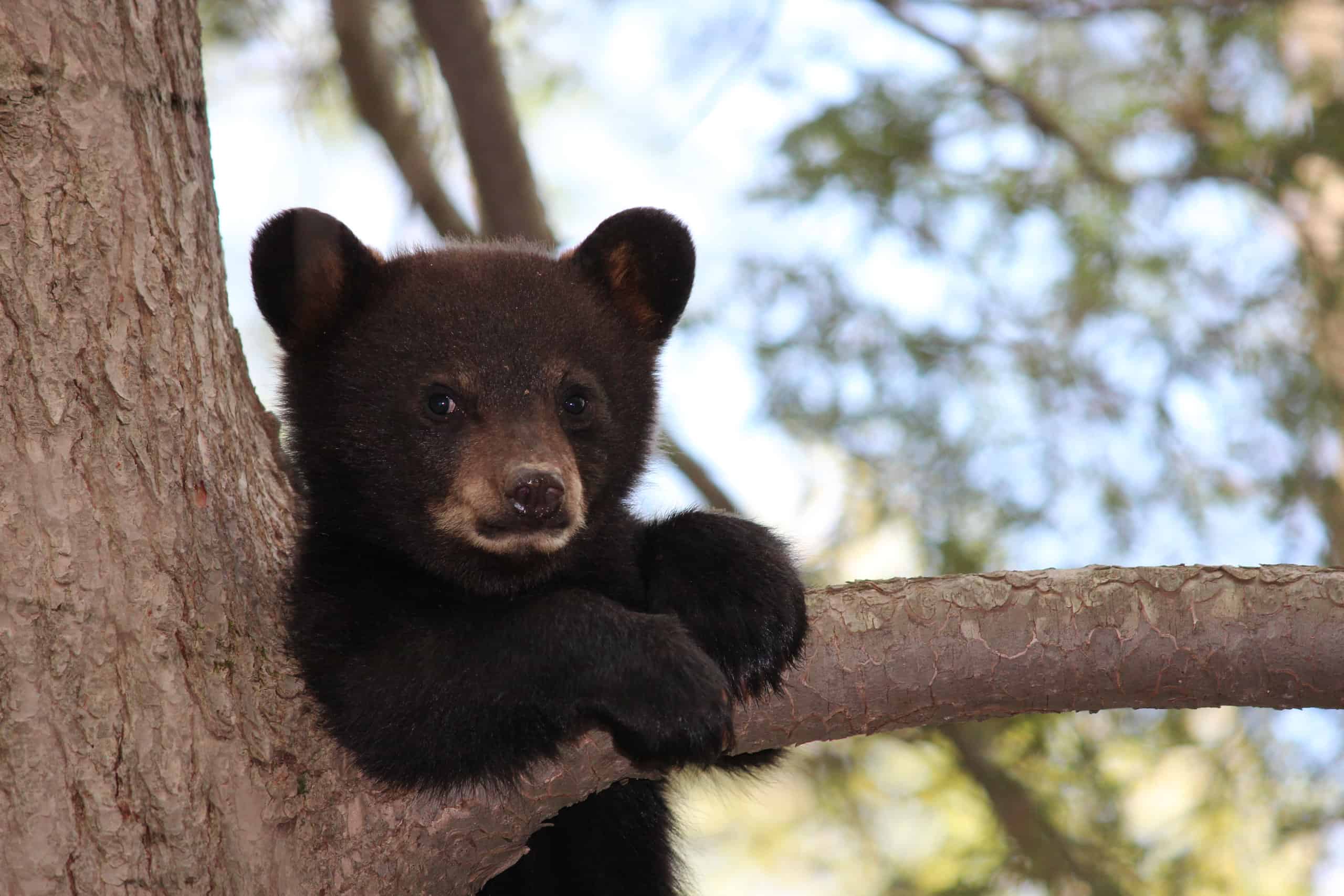 Questo orso non riesce a smettere di giocare con una foglia gigante davanti a una casa di periferia