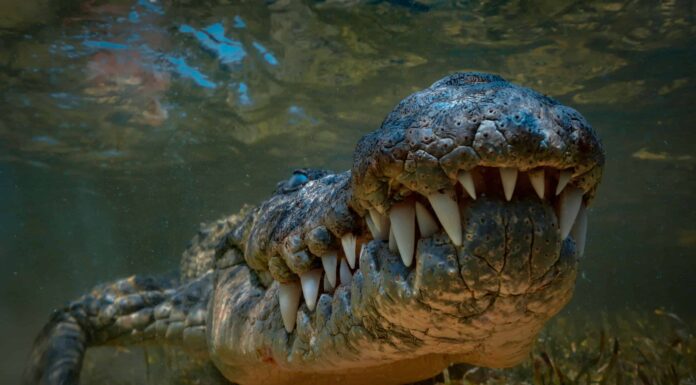 Questo povero cervo è bloccato tra cani selvatici, coccodrilli e un ippopotamo mortale
