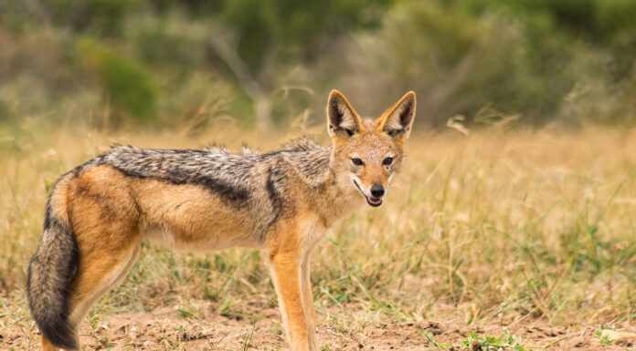 Questo sciacallo ha bisogno di occhiali dopo aver camminato proprio accanto a una leonessa

