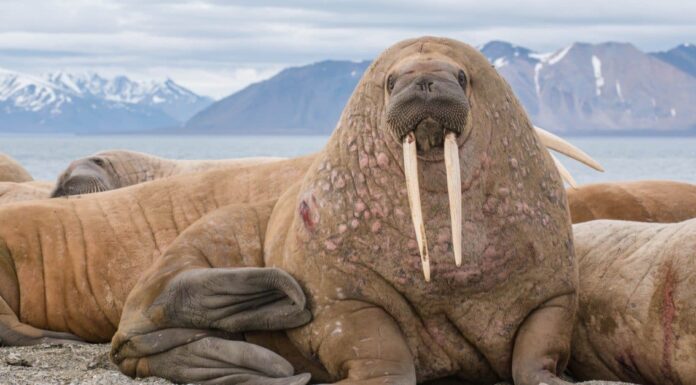 Questo tricheco è così enorme che sovrasta una mamma orso polare
