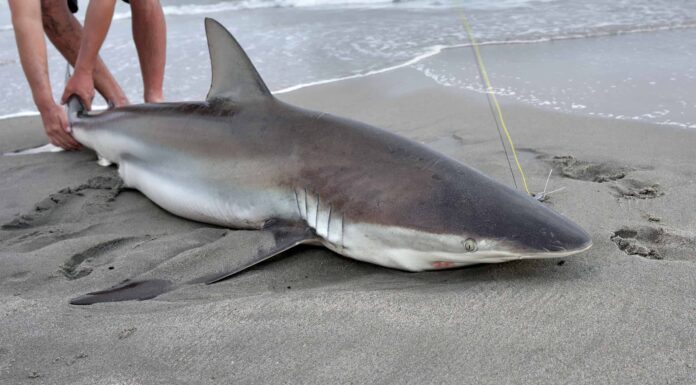 Quest'uomo è completamente troppo casual in piedi a pochi centimetri da uno squalo spiaggiato
