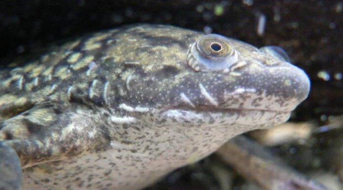 Rana artigliata africana

