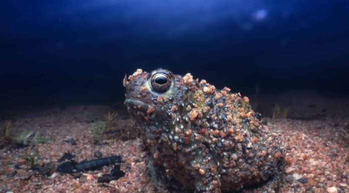 Rana della Santa Croce
