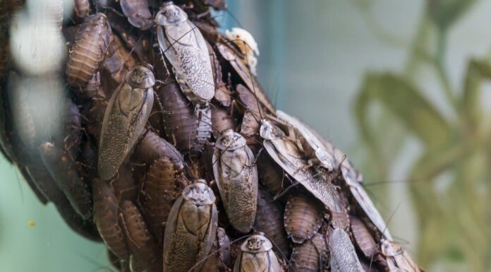 Scarafaggio testa di morte
