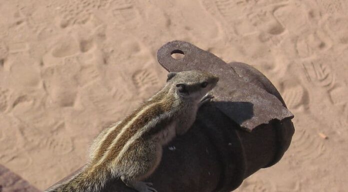 Scoiattolo indiano delle palme
