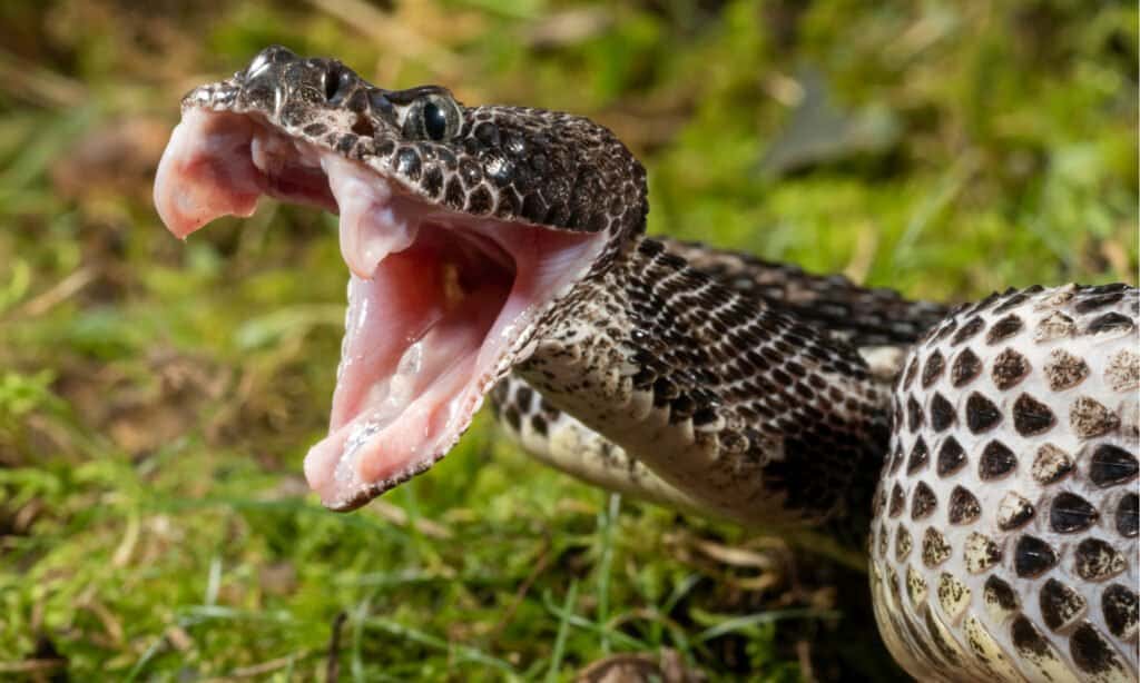 Cottonmouth Vs Timber Rattlesnake: 5 differenze chiave