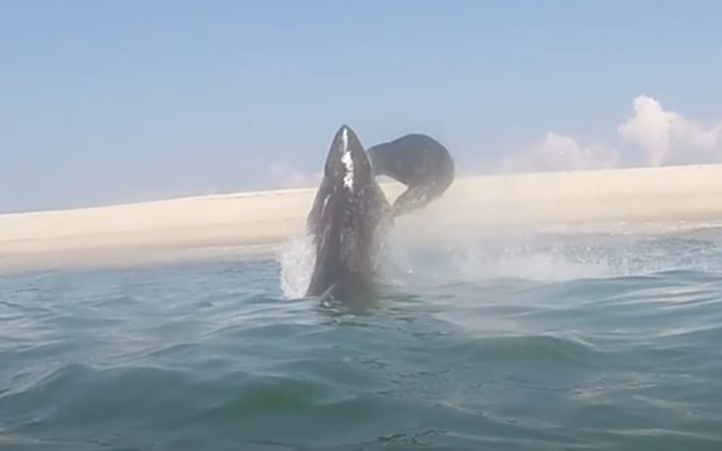 See a Shark Launch Himself Out of Cape Cod To Catch A Seal 10 Feet In The Air (and The Seal Wins!)