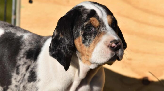 Segugio leopardo americano
