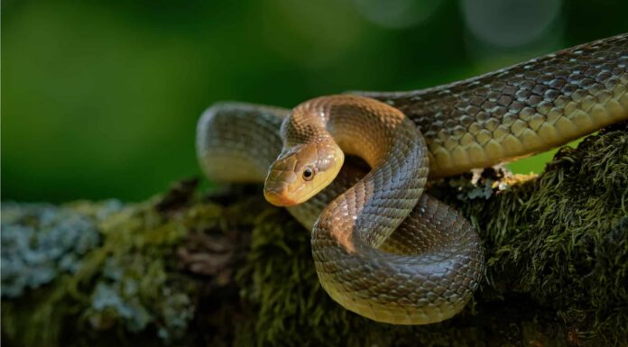 Serpente di Esculapio
