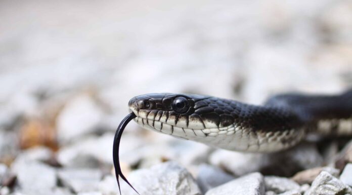 Serpente di ratto nero
