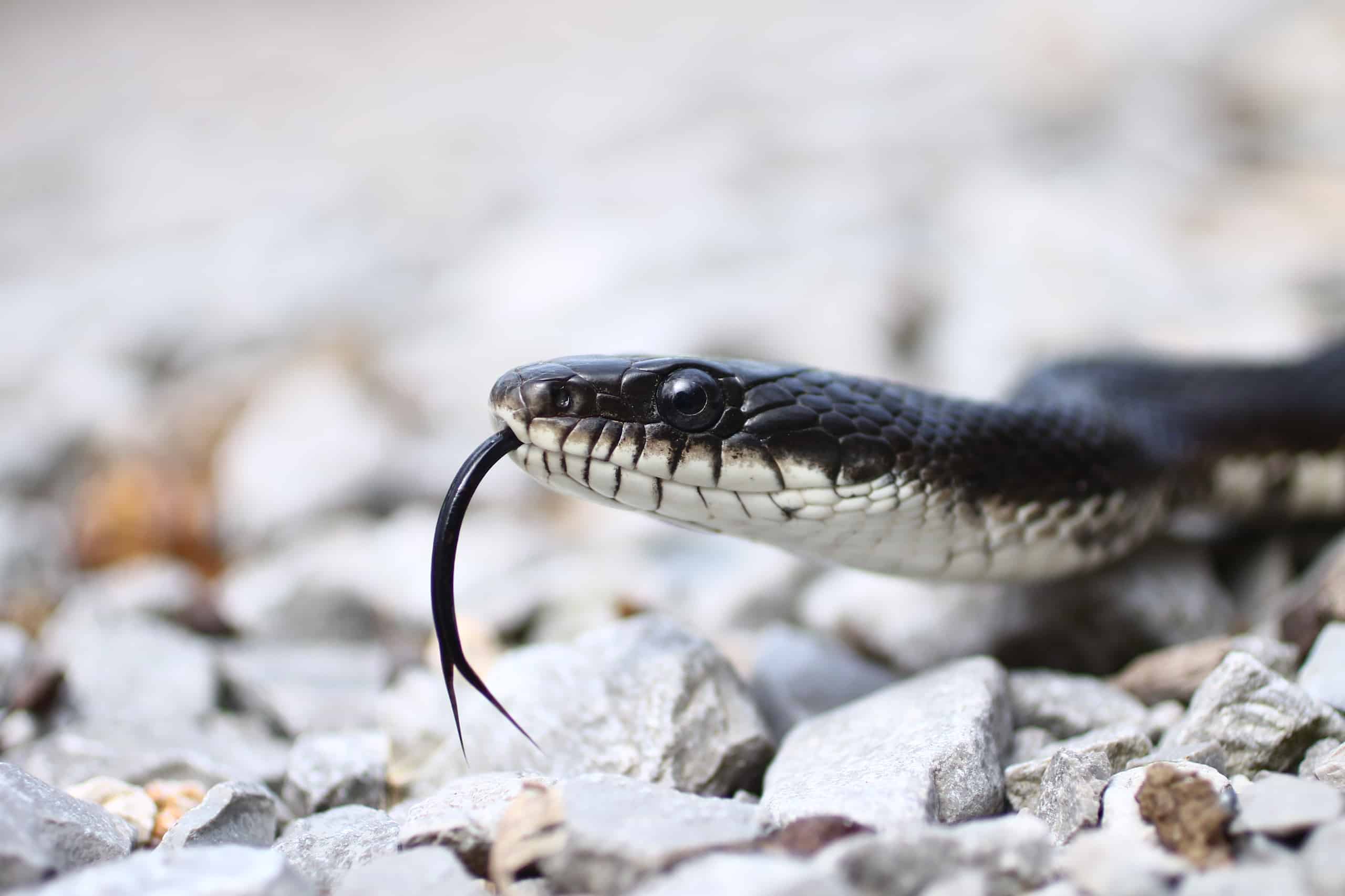 Serpente di ratto nero