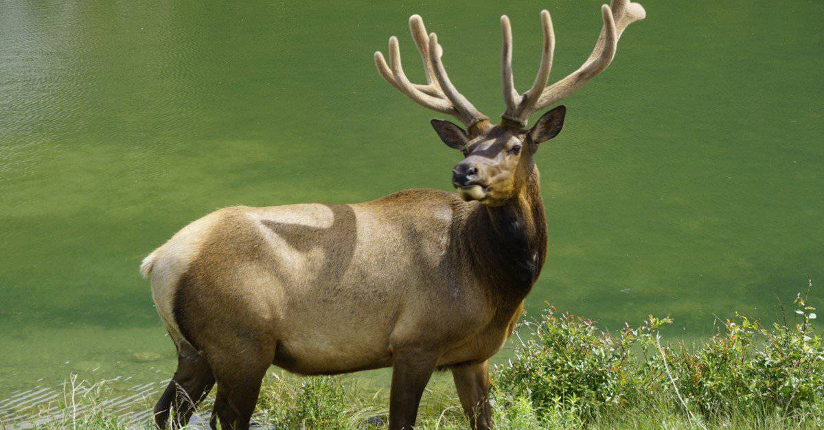 A The 4 Best Deer Repellents: Reviewed and Ranked