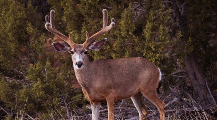 Stagione dei cervi nel New Hampshire: tutto ciò che devi sapere per essere preparato
