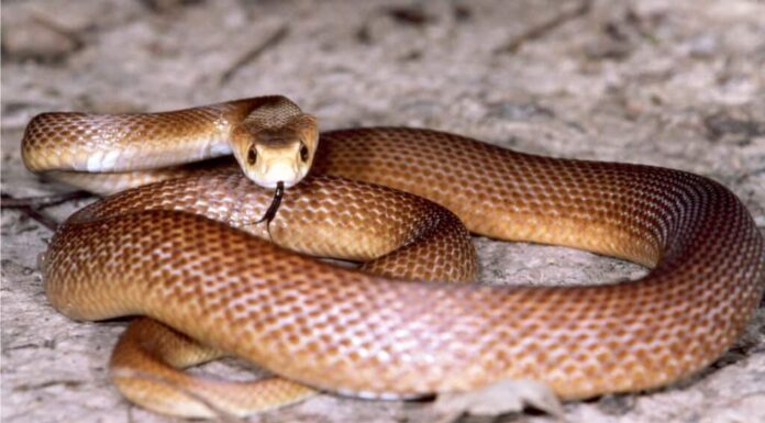 Coastal Taipan, a snake similar to the Central Ranges Taipan. The Central Ranges Taipan has a brown body with pale head.