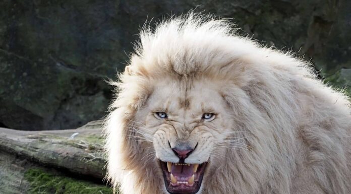 Tre leoni bianchi si alleano contro il veterano maschio e perdono ancora
