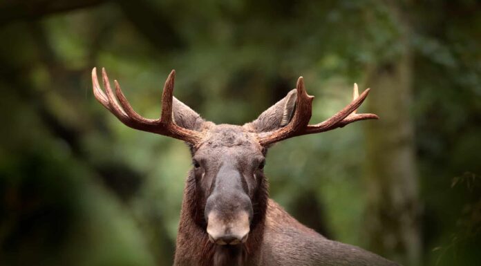 Un alce assolutamente gigantesco fa sembrare questi grizzly degli orsacchiotti
