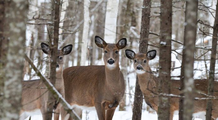 Un intero branco di cervi si presenta per scambiare due parole con quest'uomo
