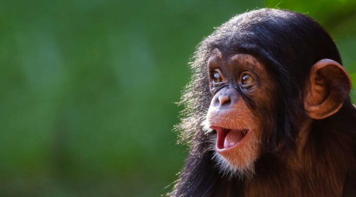 Watch A Group of Chimps Play Frisbee With A Racoon