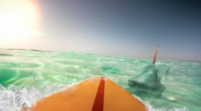 Watch A Surfer Literally Touch A Great White Shark Without Realizing It