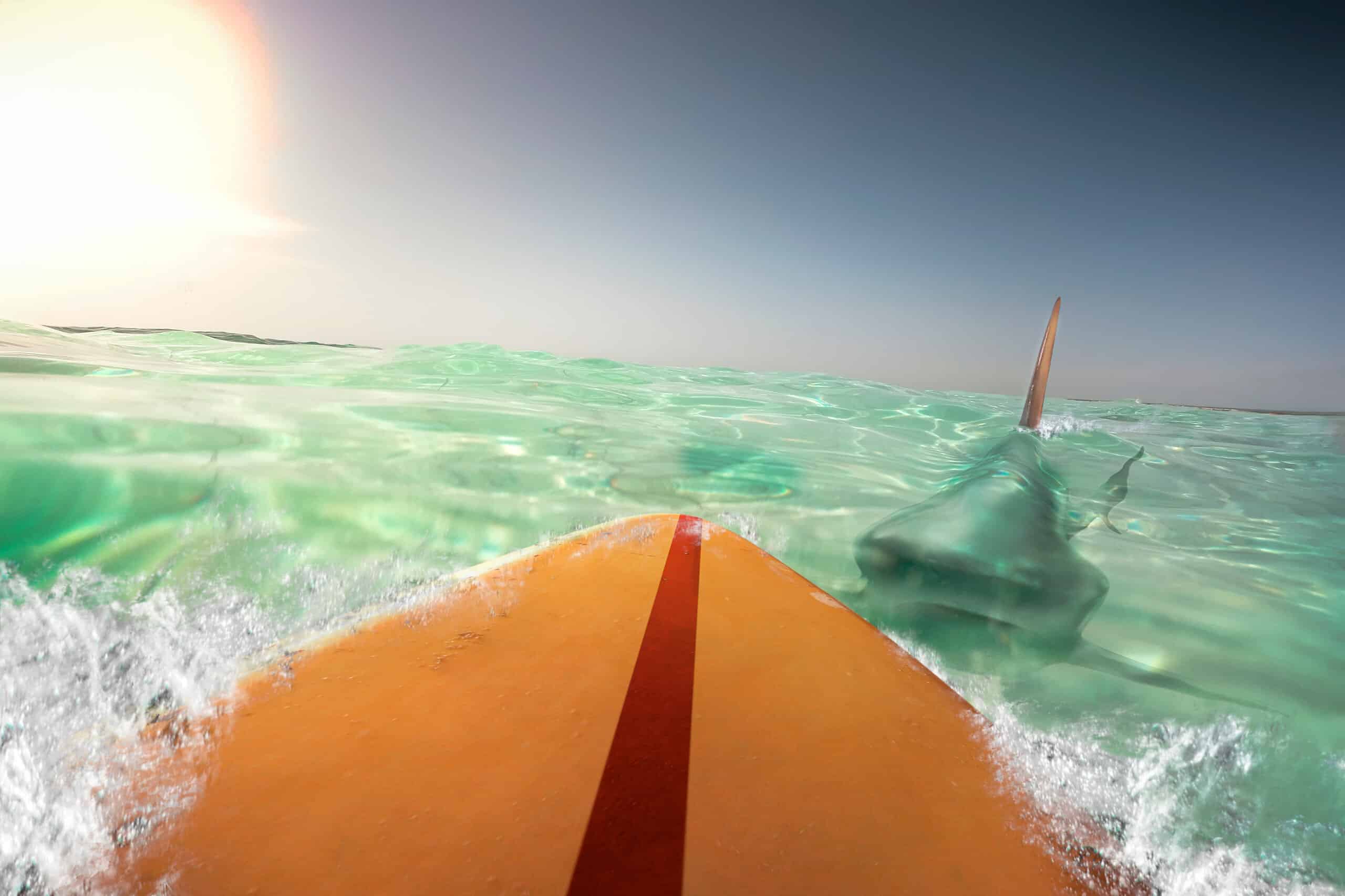Watch A Surfer Literally Touch A Great White Shark Without Realizing It