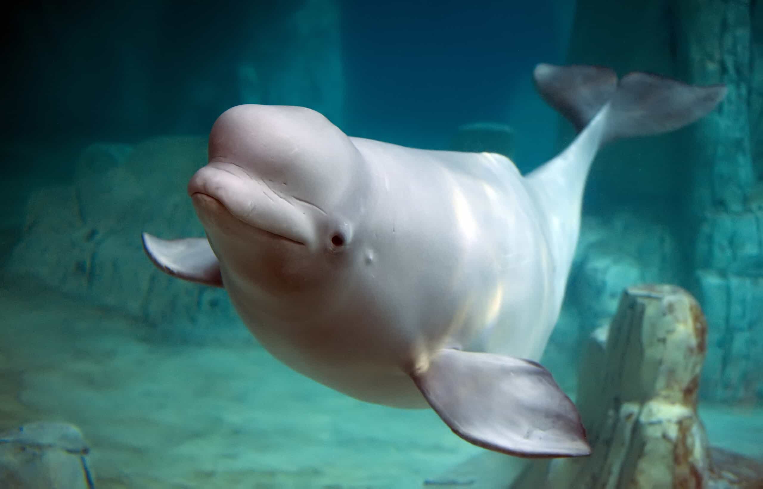 World’s Most Helpful Beluga Whale Retrieves Girl’s Phone From the Bottom of the Ocean