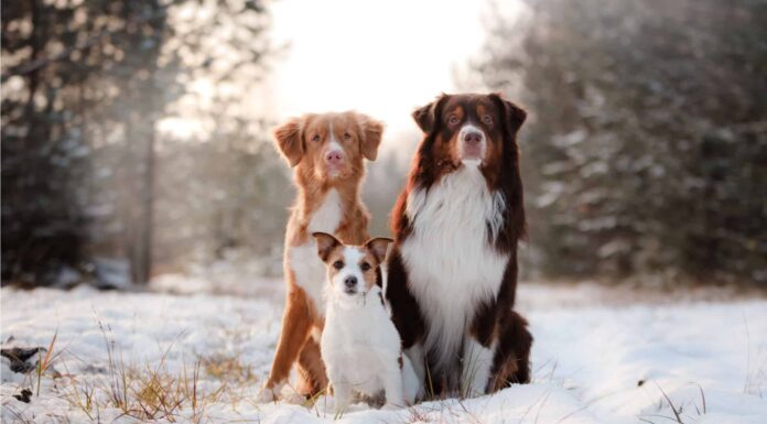 cane da riporto australiano
