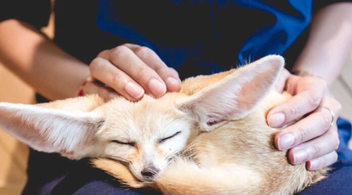  Le volpi possono essere legalmente animali domestici?  È anche una buona idea?
