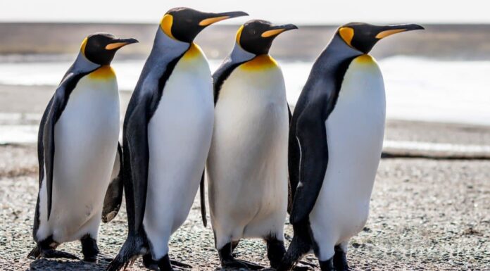 A The Best Nest Boxes Birds Will Actually Use for 2022