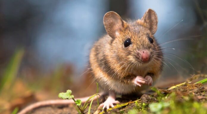 10 fatti incredibili sui topi
