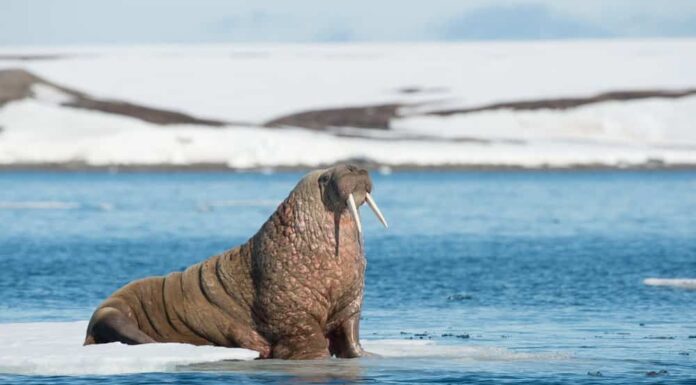 walrus vs elephant seal
