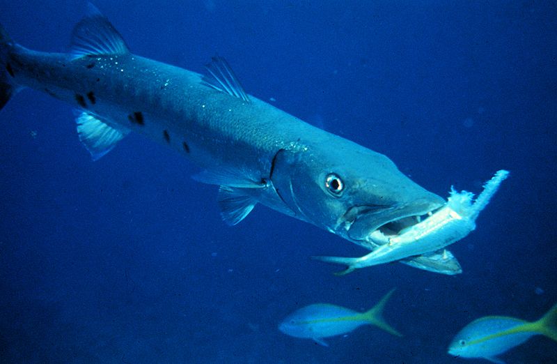 Guarda un barracuda trasformarsi in un siluro e accecare uno squalo