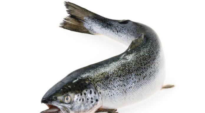 10 fatti incredibili sul salmone
