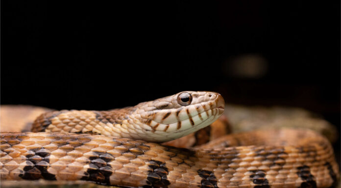 Eastern Kingsnake