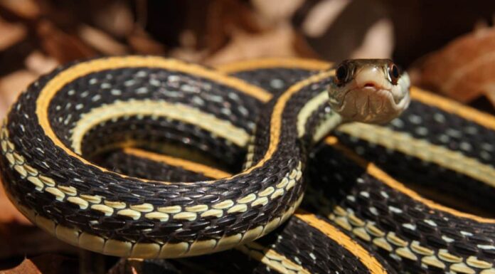 Florida cottonmouths are found in virtually every wetland habitat in Florida