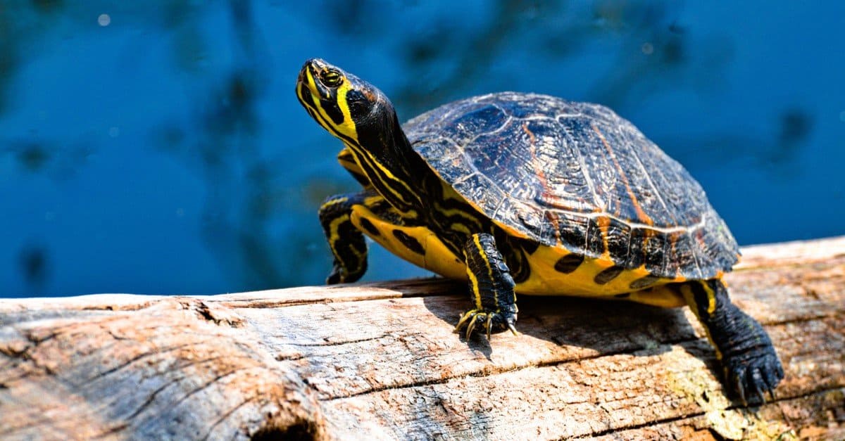 Florida Softshell Turtle (Apalone ferox)