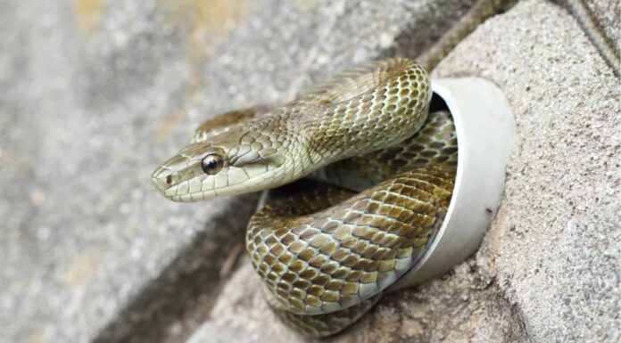 The albino Japanese rat snake is a symbol of good luck.