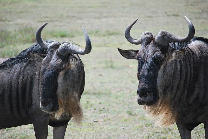Guarda questo eroe gnu salvare il suo amico da un ghepardo attaccante