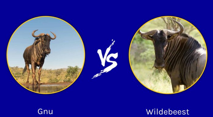 Gnu vs Gnu: c'è una differenza?
