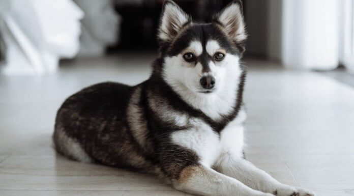Pomsky lying down in the sitting room.