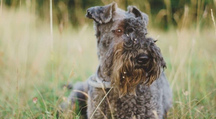 Kerry Blue Terrier
