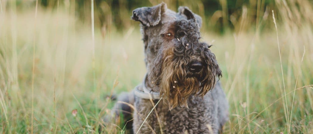Kerry Blue Terrier