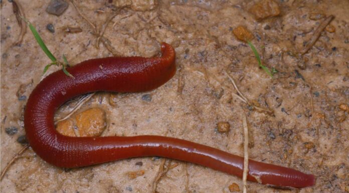 Sanguisuga rossa gigante di Kinabalu
