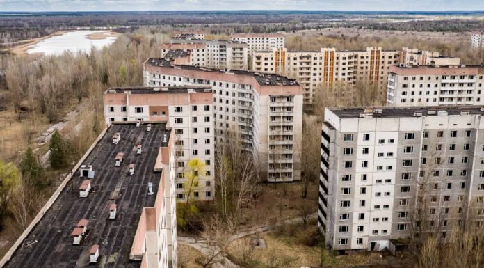 Ci sono animali a Chernobyl?
