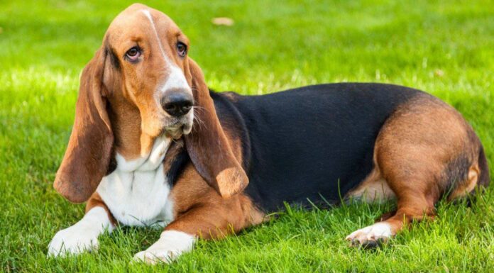 10 fatti incredibili di Basset Hound
