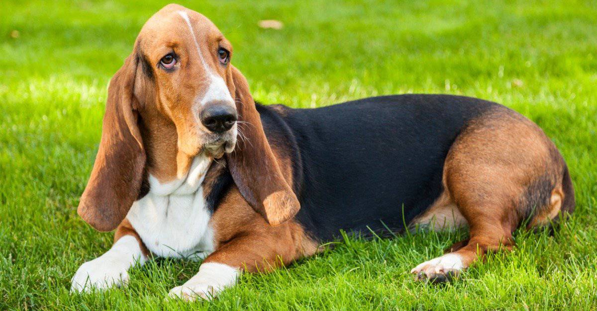 10 fatti incredibili di Basset Hound