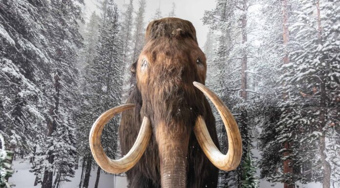 7 animali estinti dell'era glaciale 
