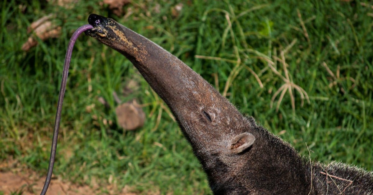 an incredible anteater facts is that they have a fantastic sense of smell and can detect bugs before they even break open the nest