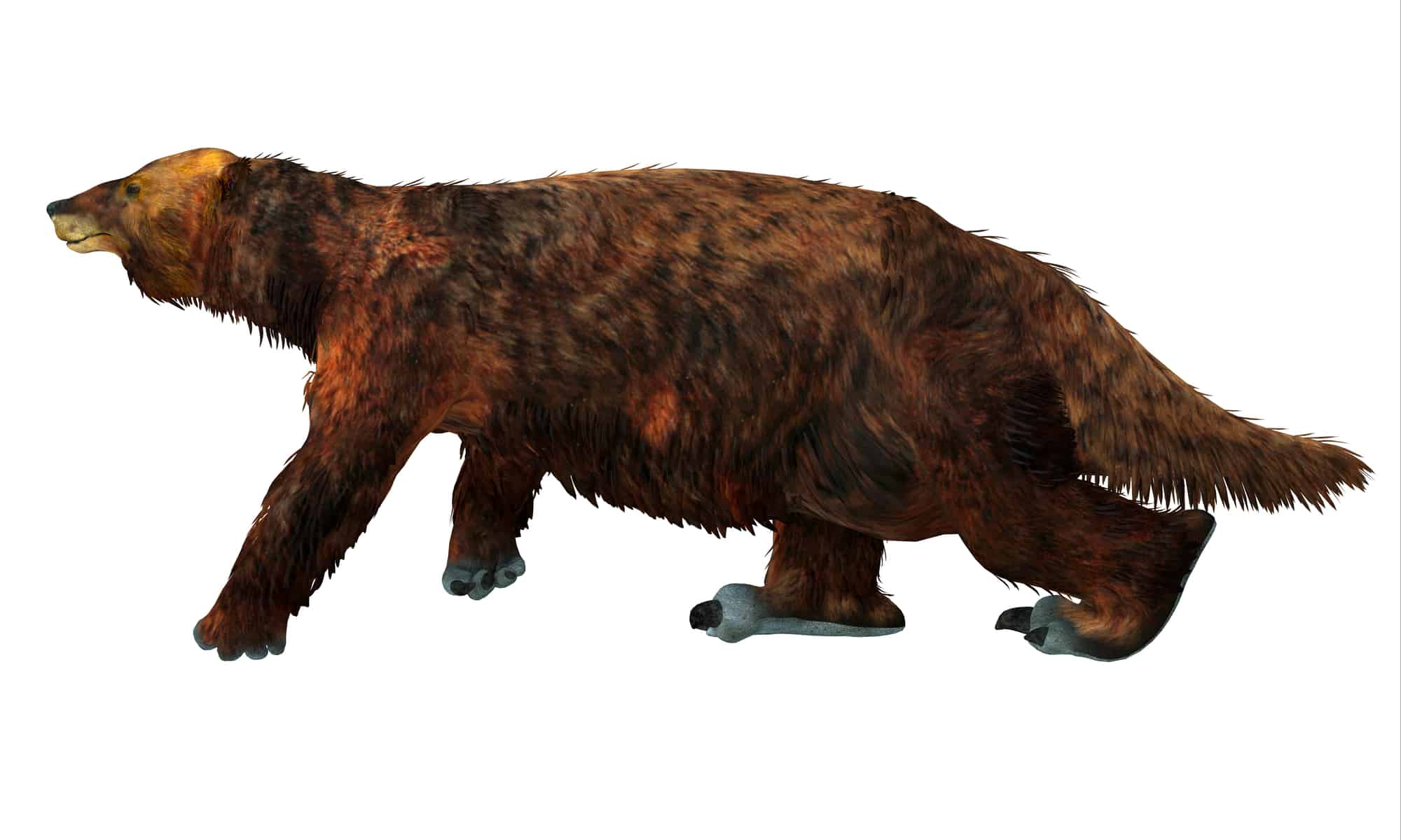 Perché il bradipo gigante si è estinto?