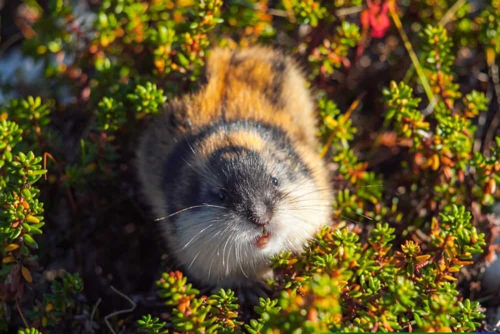 Lemming