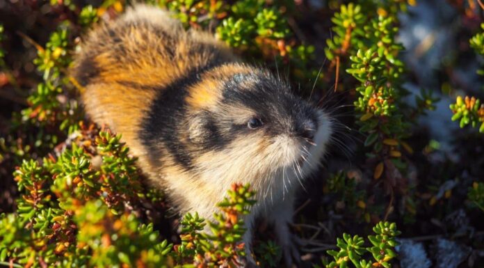 10 incredibili fatti sui Lemming
